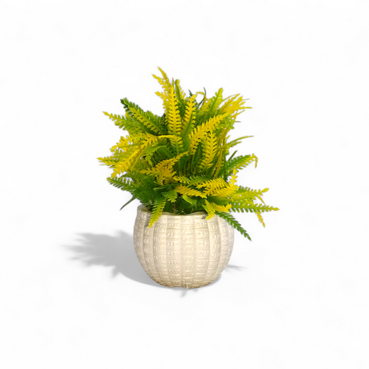 Miniature Yellow-Tipped Fern Bonsai Tree (Medium)