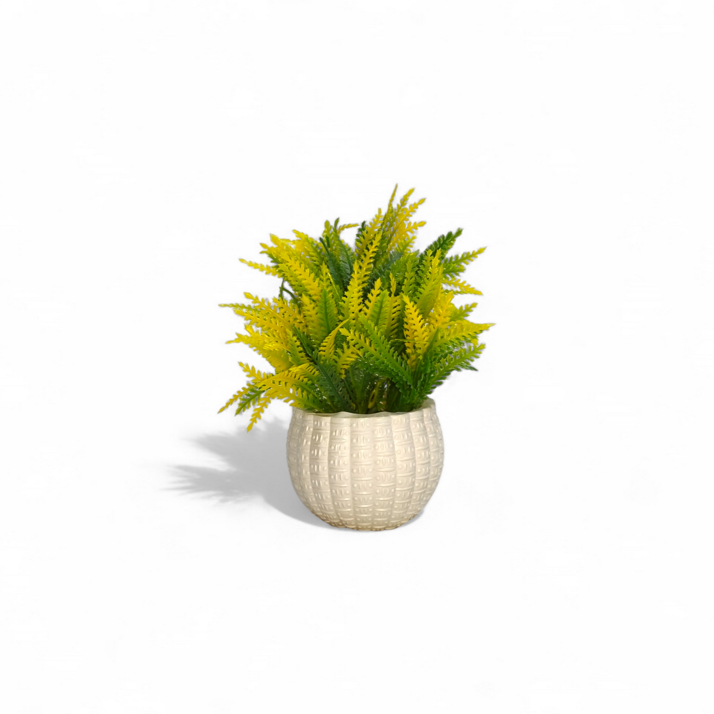 Miniature Yellow-Tipped Fern Bonsai Tree (Medium)